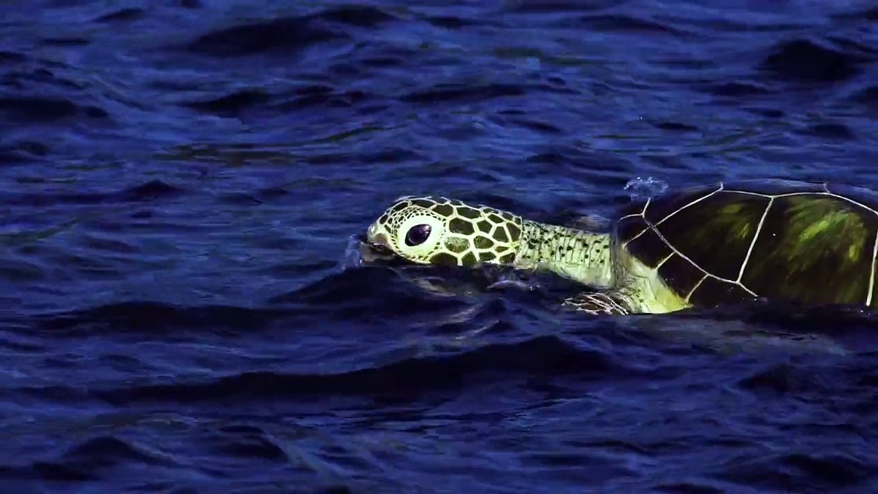 Spy Turtle meets Bottlenose dolphins. Extraordinary filming!