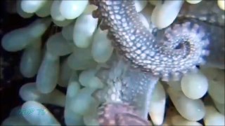 Amazing Baby Squid Egg Hatching Video