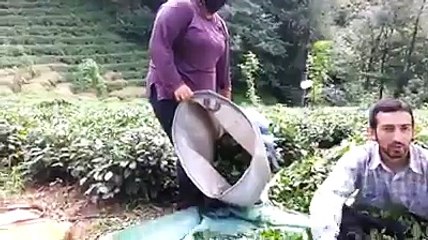 In your own way from Rize ALS   tea response