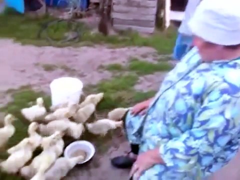 Гуси строятся, главное дисциплина