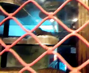Rats Eating Cakes in Famous Bakery of Lahore - Must Watch