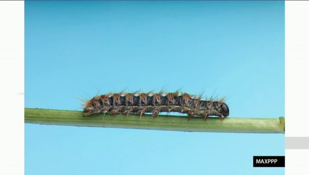 Du paintball contre l'invasion des chenilles processionnaires (Planète Environnement)