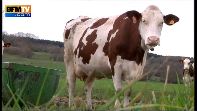 Vols de Comté dans le Doubs: à la recherche du gang des meules