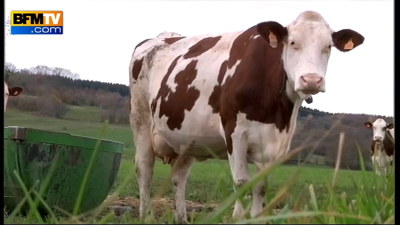 Vols de Comté dans le Doubs: à la recherche du "gang des meules"