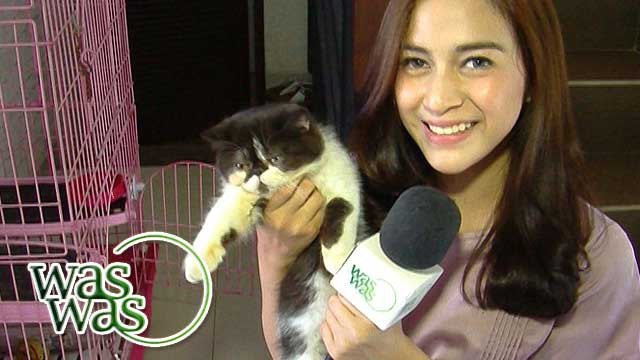Nina Zatulini dan Kucing Kesayangan - WasWas 05 November 2015
