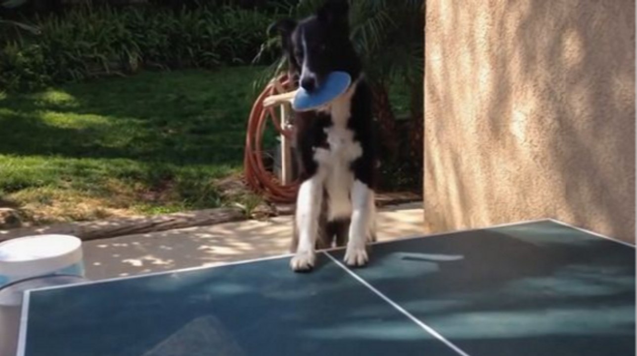 Need A Ping Pong Partner? Try The Dog