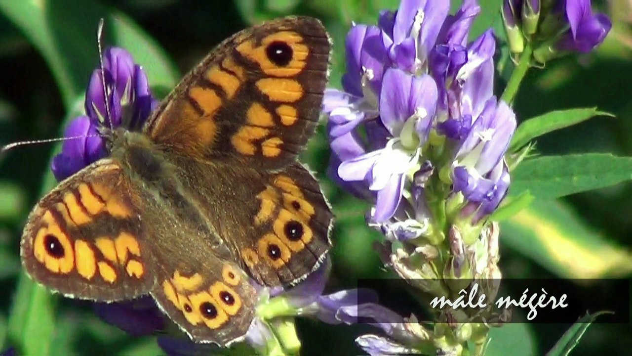 Papillons - identification