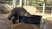 Ce bébé éléphant est surexcité lorsque vient l'heure du bain... jusqu'à ce que sa mère le rappelle à l'ordre.