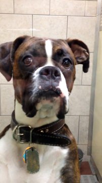 This Dog stares at you without moving his head!! Scary...