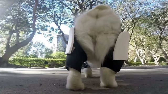 Un chien fan de Star Wars déguisé en Stormtrooper