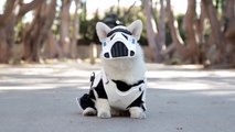 Little Corgi Dog wears Star Wars Stormtrooper Costume