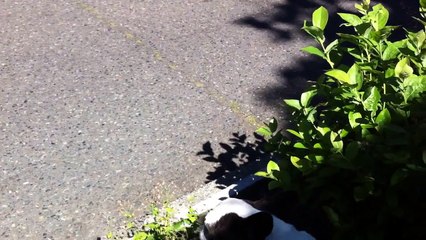 Dog Eating Plants _ Funny Videos 2015