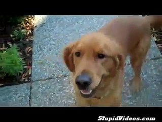 Dog Won't Walk Through Open Door _ Funny Videos 2015