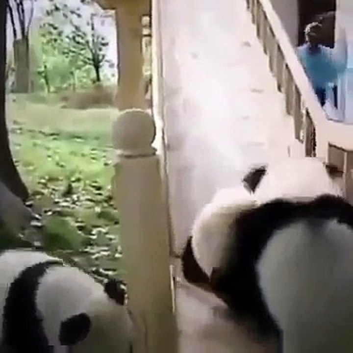 2015 Yılında En Çok İzlenen hayvanlar komik videolar