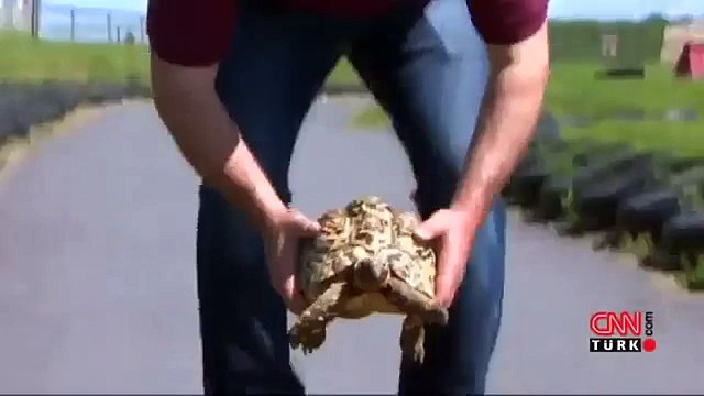 hayvanlar komik videolar izle 2015