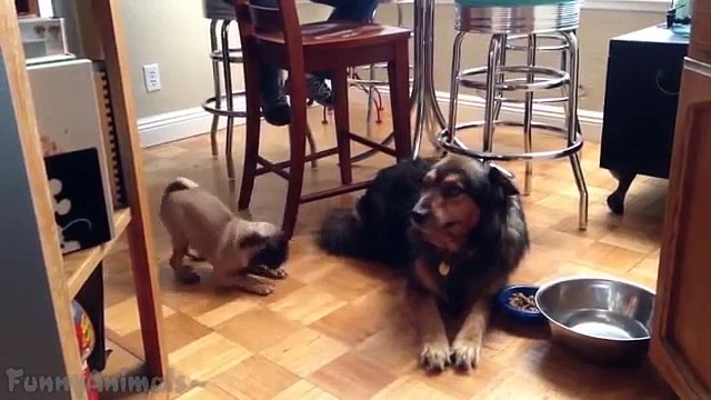 komik hayvan videoları 2015 izle