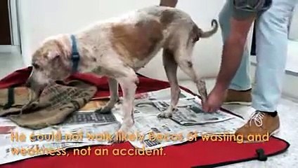 Lonely Old Dog Has His Dying Wish Come True