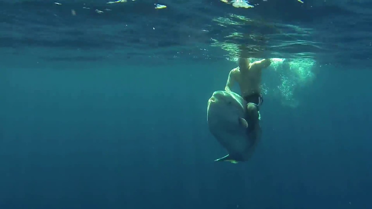 Guy rides a huge Mola Fish in Mexico... Rodeo at the see!
