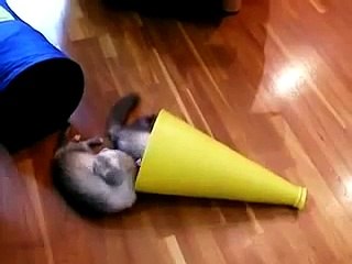 Funny Animals Ferret Trap _ Funny Videos 2015(1)