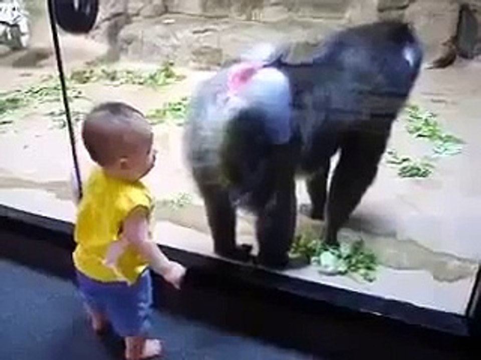 Funny Videos Baboon Doesn't Like Little Kid _ Funny Videos 2015