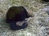 Funny Videos Chimp Makes Love To Frogs Mouth _ Funny Videos 2015