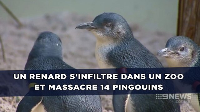 Un renard s'infiltre dans un zoo et massacre 14 pingouins en pleine nuit