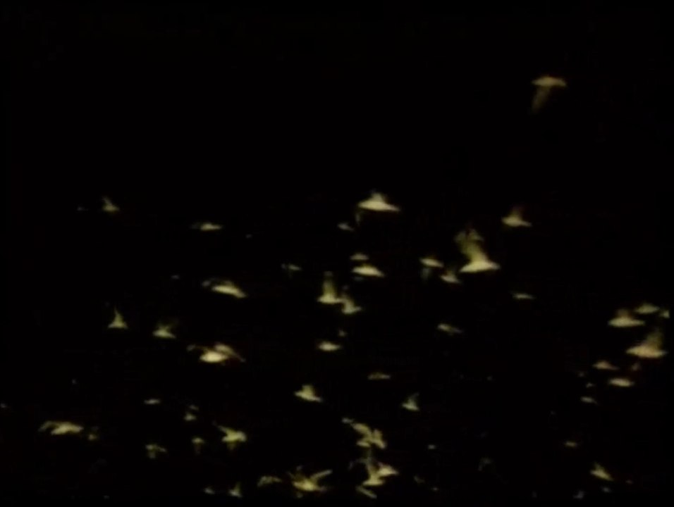 Ferdi Tayfur-Sabahcı kahvesi