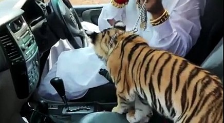 (36) Zafar supari full hd video lain