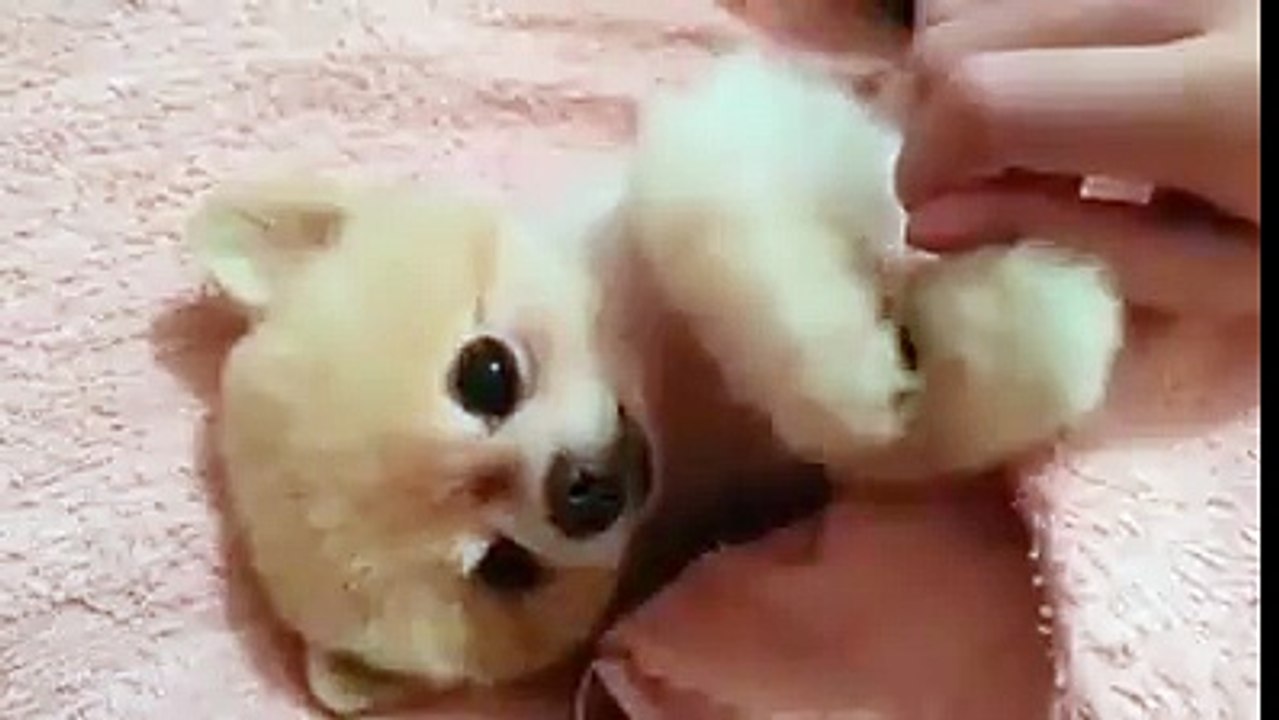 Sweet white puppy dog