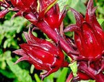 Hibiscus benefits (roselle). Hibiscus sabdariffa plant