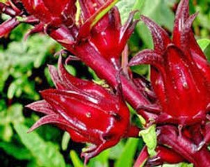 Hibiscus benefits (roselle). Hibiscus sabdariffa plant