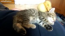 My Cute Duckling And Kitten Sleeping Together ORIGINAL