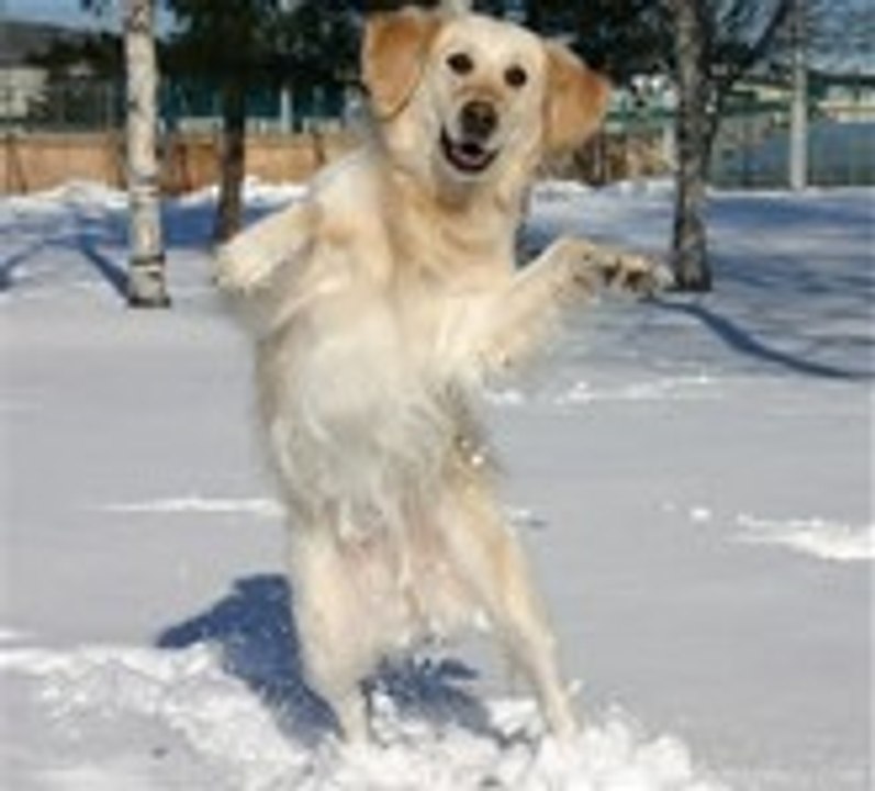Dog Dance