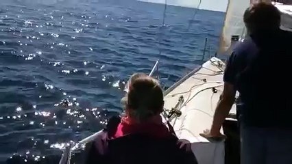 Un voilier secourt un labrador perdu en mer