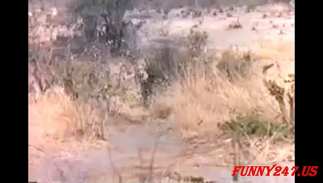 Animal Fighting ★ Lion Fighting Hyenas To Die ★ WHO Win