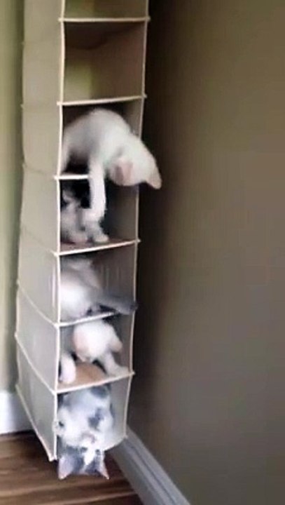 Cute Cats Are Playing - Funny Video