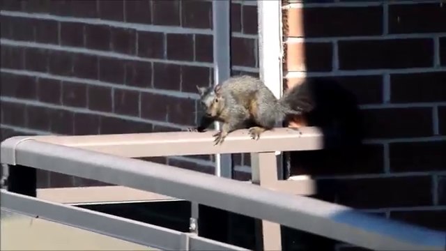 Un ecureuil se jette du 21 ème étage d'un immeuble