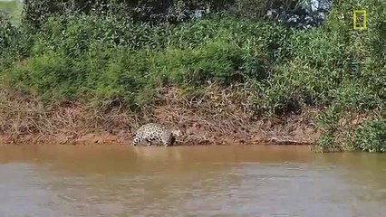 Jaguar Attacks Crocodile (EXCLUSIVE VIDEO)