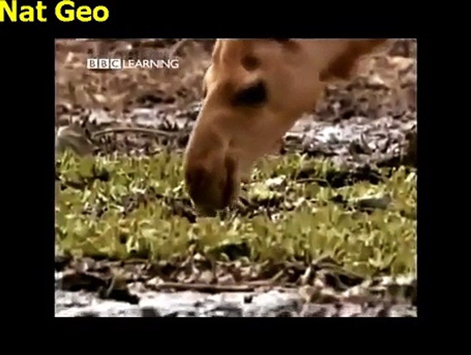Giant Crocodiles Of Nile national geographic HD animal planet 2015 wildlife animal documen