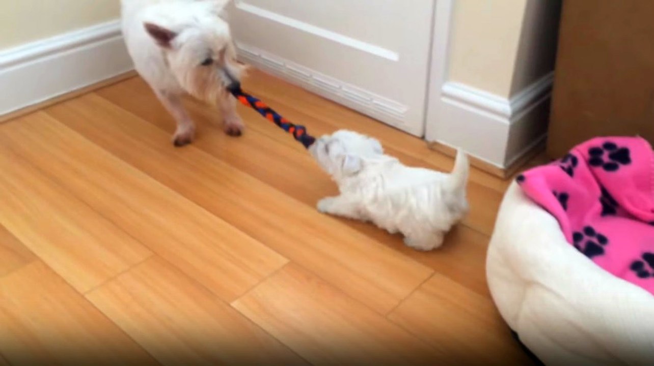 Köpekler İpi Paylaşamadı