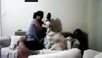 Don't punch your kids if you wanna live... Courageous dog