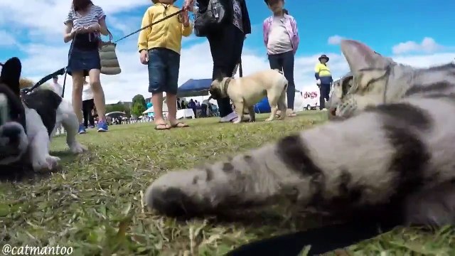 Кот-инспектор на выставке собак