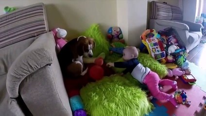 С такой собакой и няня не нужна