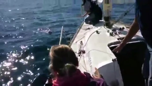 Rescatan a un perro que había caído al agua desde un ferry