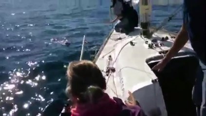 Rescatan a un perro que había caído al agua desde un ferry