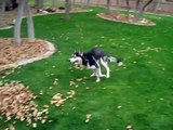 Un husky s'éclate dans les feuilles mortes