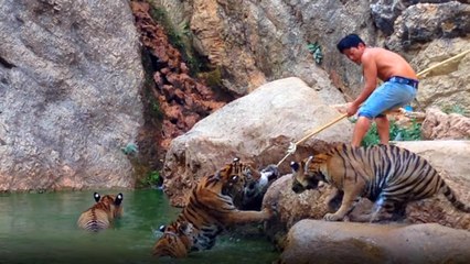 Elindeki Sopayla Kaplanları Oynattı