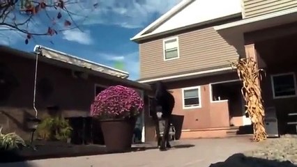 Bentley est-il le nouveau chien le plus grand du monde ?