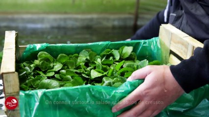Cressonnière St Eloi Méréville