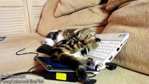 Cutest Cat Moments. Cute Kittens learn computer.